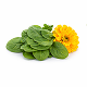 Lutein Nutrient