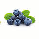 Bilberry Extract Element